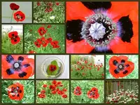 Ladybird Poppy.webp