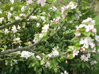 Garten April4 020.webp