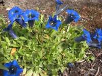Garten April4 021.webp