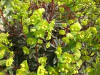 Garten April4 022.webp