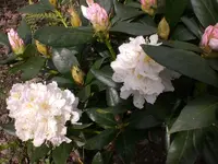 Garten April4 023.webp