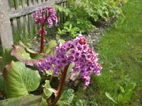 Garten April4 024.webp