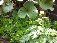 Garten April4 025.webp