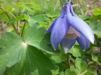 Garten April4 026.webp