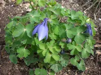 Garten April4 027.webp