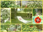 Gartenimpressionen mit Mohn.jpg