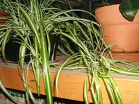 DSCF7008.webp