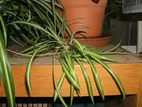 DSCF7009.webp