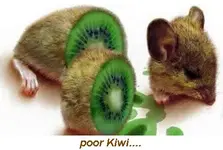 poor Kiwi.webp