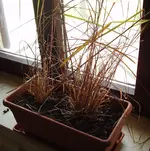 gras.webp