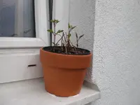 ZeitdesErwachens.webp