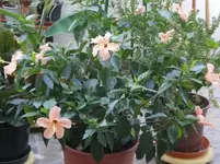 Hibiskus -Malve ganz.webp