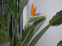 IMGP0565.webp