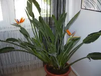 225.webp