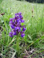 IMG_2230.webp