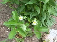 erdbeeren blühen.webp