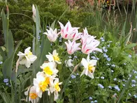 tulpen und narzissen.webp