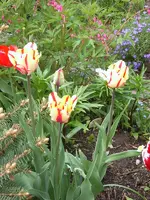federtulpen.webp