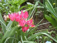 rote wildtulpen.webp