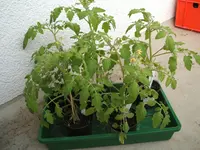 Garten 26.04.09 008.webp