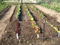 Garten 26.04.09 007.webp