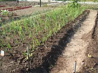 Garten 26.04.09 009.webp