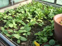 Garten 26.04.09 013.webp
