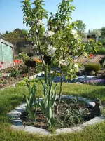 Garten 26.04.09 015.webp