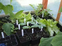 Garten 26.04.09 016.webp