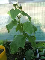 Garten 26.04.09 018.webp
