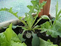 Garten 26.04.09 025.webp
