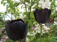 Garten 26.04.09 023.webp
