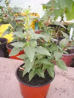 Garten 26.04.09 024.webp
