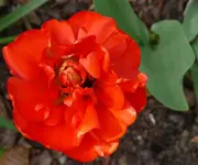 P1050173_600_502.webp
