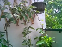 rose.webp