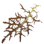 Roter_Senf_49df2a5aa8e25.webp