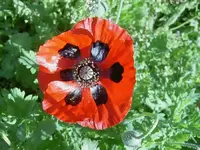 Mohn.webp