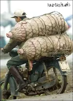 china-schwein.webp
