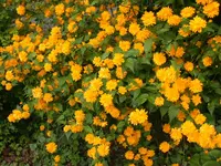Ranunkel.webp