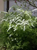 Brautspiere.webp