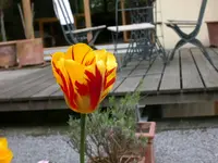 Marmorierte Tulpe.webp