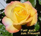 Rose.webp