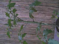 BILDsun.webp