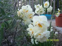 100_1452.webp