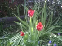 letzte Tulpen.webp