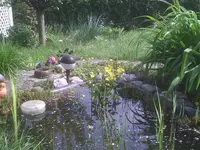 Sumpfdotterblume.webp