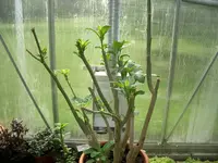 CIMG5381.webp