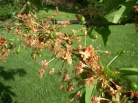 CIMG5393.webp