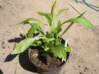 Garten 26.04.09 004.webp