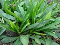 Aster_1[1].webp